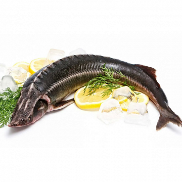 Осётр свежемороженый (3-5кг) аквакультура потрошеный с головой  Фото Осётр свежемороженый (3-5кг) аквакультура потрошеный с головой