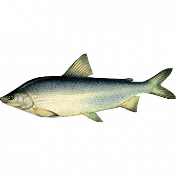 Муксун свежемороженый (1,4-1,8 кг) Фото Муксун свежемороженый (1,4-1,8 кг)