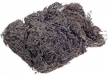 Морской виноград сушеный Фото Морской виноград сушеный