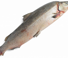 Муксун свежемороженый (2,2-3кг)