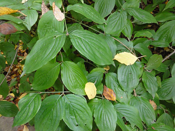 Лист кизила сушеный Фото Лист кизила сушеный