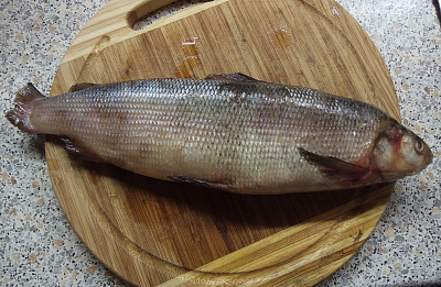 Превью Омуль свежемороженый 0,8-1,2 кг лето 2025г