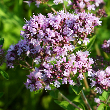 Душица сушеная Фото Душица сушеная