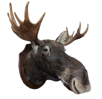 Голова лося с рогами Фото Голова лося с рогами