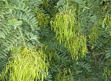 Софора сушеная Фото Софора сушеная