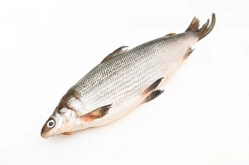 Омуль свежемороженый 1.6+ кг Фото Омуль свежемороженый 1.6+ кг