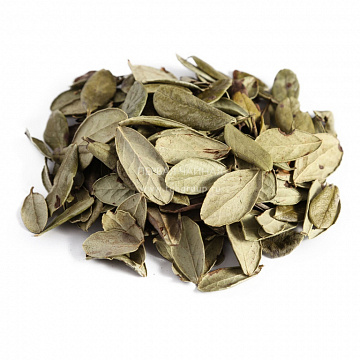 Лист брусники сушеный Фото Лист брусники сушеный