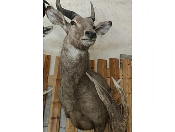 Голова антилопы Ватербок Фото Голова антилопы Ватербок