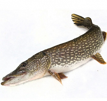 Щука свежемороженная непотрошеная 4-7кг Фото Щука свежемороженная непотрошеная 4-7кг
