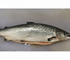 Сёмга  свежемороженая 7-8(аквакультура) потрошеная с головой ЧИЛИ