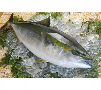 Товар Лакедра (желтохвост) 0,5-1кг