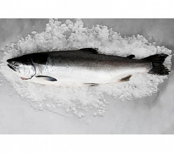 Горбуша свежемороженая непотрошеная 0.6-0,8 кг Фото Горбуша свежемороженая непотрошеная 0.6-0,8 кг