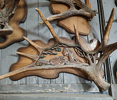 Рог лося леопард с детёнышем