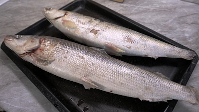 Превью Омуль свежемороженый 0,8-1,2 кг лето 2025г