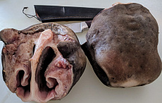 Губа лося очищенная