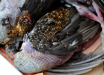 Рябчик в пере Фото Рябчик в пере