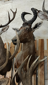 Превью Голова антилопы Хартебист