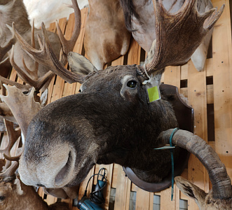 Превью Голова лося с рогами