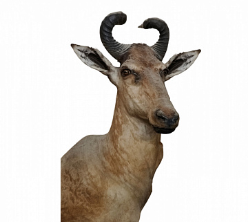 Голова антилопы Хартебист Фото Голова антилопы Хартебист