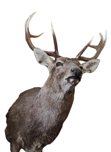 Голова пятнистого оленя с рогами Фото Голова пятнистого оленя с рогами
