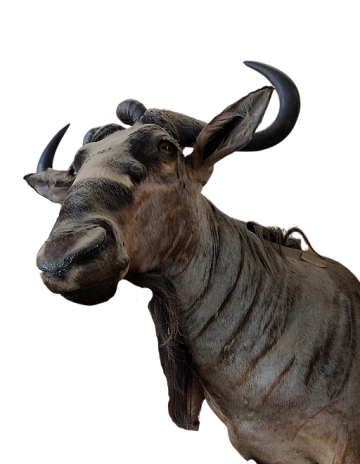 Голова голубой антилопы гну Фото Голова голубой антилопы гну