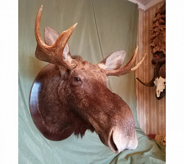 Голова лося на круглом медальоне Фото Голова лося на круглом медальоне